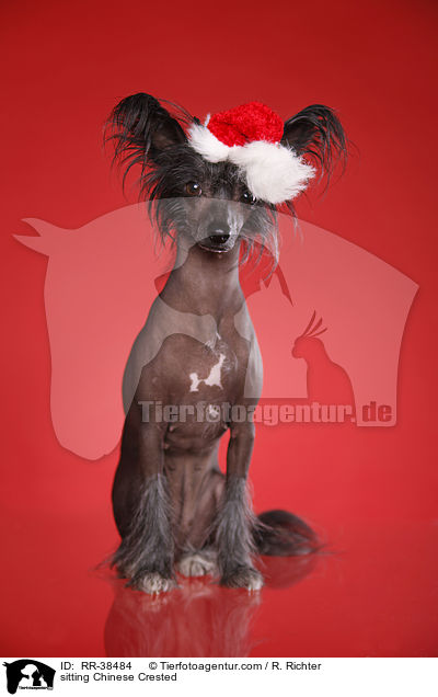 sitzender Chinesischer Schopfhund / sitting Chinese Crested / RR-38484