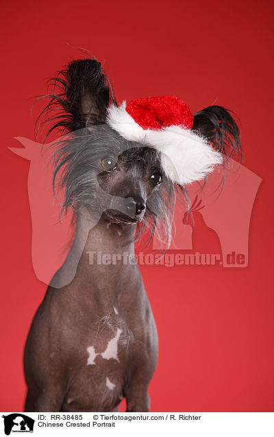Chinesischer Schopfhund Portrait / Chinese Crested Portrait / RR-38485
