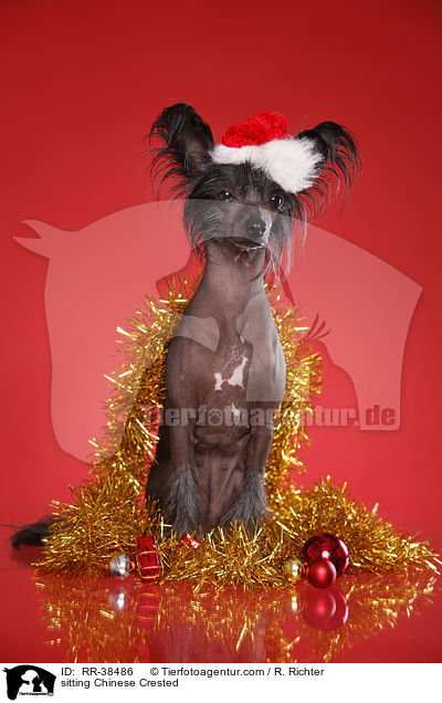 sitzender Chinesischer Schopfhund / sitting Chinese Crested / RR-38486