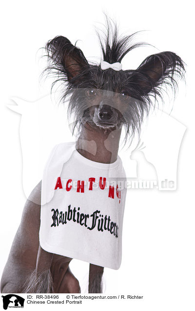 Chinesischer Schopfhund Portrait / Chinese Crested Portrait / RR-38496