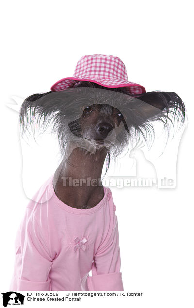 Chinesischer Schopfhund Portrait / Chinese Crested Portrait / RR-38509