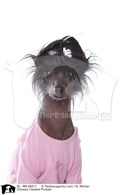 Chinesischer Schopfhund Portrait / Chinese Crested Portrait / RR-38511