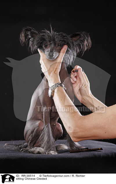 sitzender Chinesischer Schopfhund / sitting Chinese Crested / RR-38514