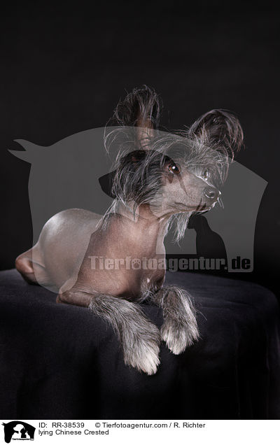 liegender Chinesischer Schopfhund / lying Chinese Crested / RR-38539