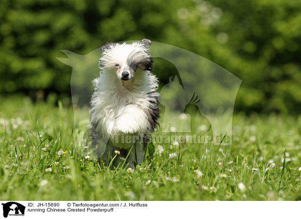 rennender Chinese Crested Powderpuff / running Chinese Crested Powderpuff / JH-15690