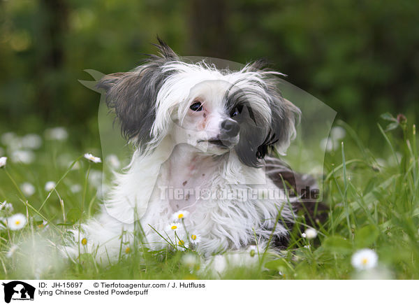 liegender Chinese Crested Powderpuff / lying Chinese Crested Powderpuff / JH-15697