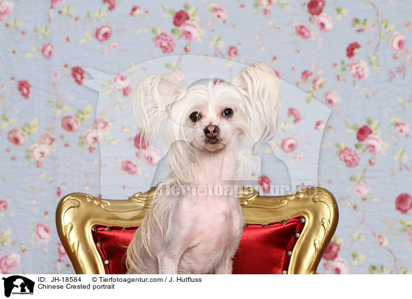 Chinesischer Schopfhund Portrait / Chinese Crested portrait / JH-18584