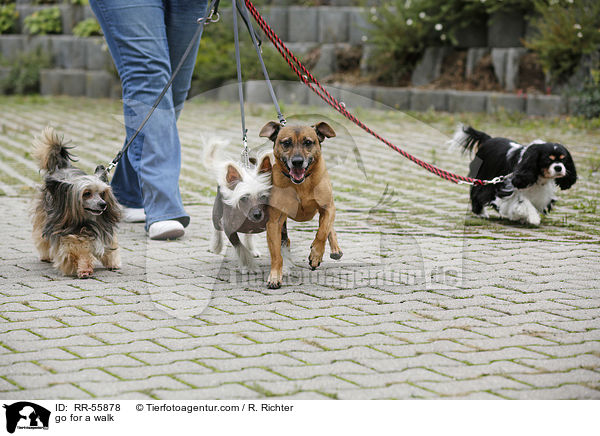 go for a walk / RR-55878