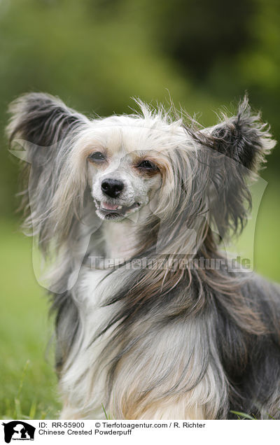 Chinese Crested Powderpuff / Chinese Crested Powderpuff / RR-55900