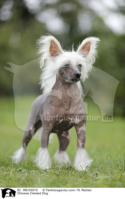 Chinesischer Schopfhund / Chinese Crested Dog / RR-55915