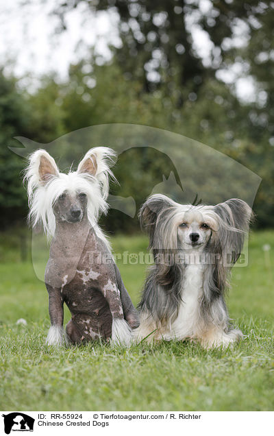 Chinesische Schopfhunde / Chinese Crested Dogs / RR-55924