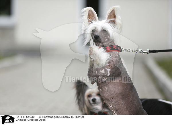 Chinesische Schopfhunde / Chinese Crested Dogs / RR-55930