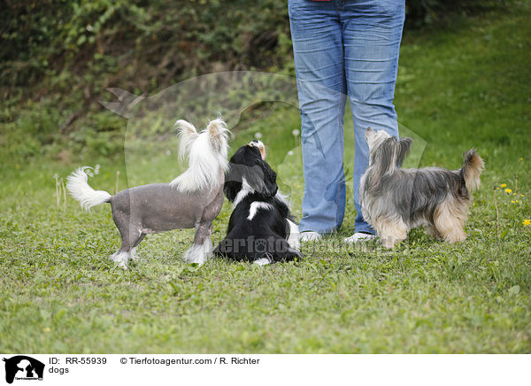 dogs / RR-55939
