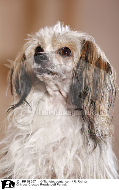 Chinese Crested Powderpuff Portrait / Chinese Crested Powderpuff Portrait / RR-58657