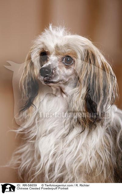 Chinese Crested Powderpuff Portrait / Chinese Crested Powderpuff Portrait / RR-58659