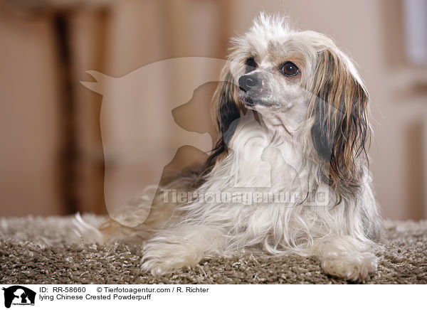 liegender Chinese Crested Powderpuff / lying Chinese Crested Powderpuff / RR-58660