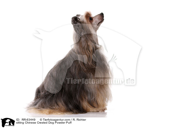 sitzender Chinesischer Schopfhund / sitting Chinese Crested Dog Powder Puff / RR-63449