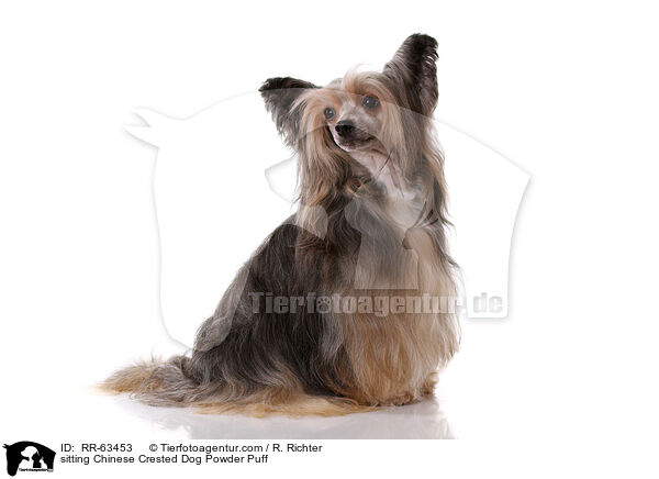 sitzender Chinesischer Schopfhund / sitting Chinese Crested Dog Powder Puff / RR-63453