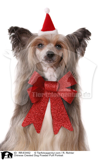 Chinesischer Schopfhund Portrait / Chinese Crested Dog Powder Puff Portrait / RR-63462