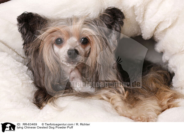 liegender Chinesischer Schopfhund / lying Chinese Crested Dog Powder Puff / RR-63469