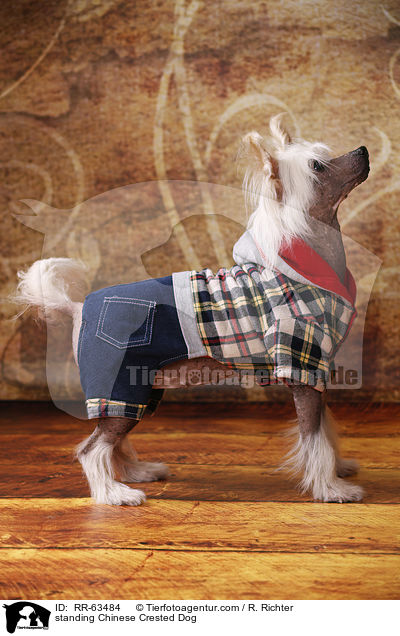 stehender Chinesischer Schopfhund / standing Chinese Crested Dog / RR-63484