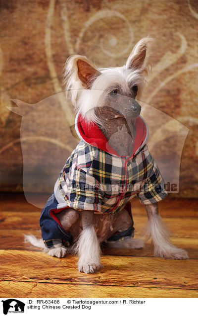 sitzender Chinesischer Schopfhund / sitting Chinese Crested Dog / RR-63486