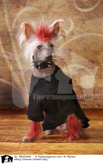 sitzender Chinesischer Schopfhund / sitting Chinese Crested Dog / RR-63490