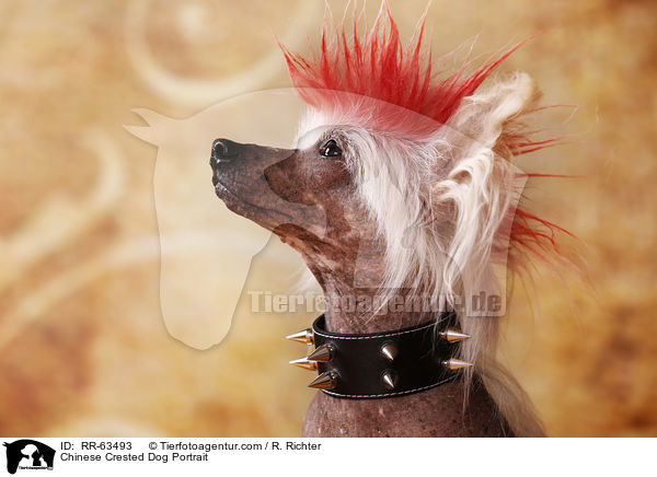 Chinesischer Schopfhund Portrait / Chinese Crested Dog Portrait / RR-63493