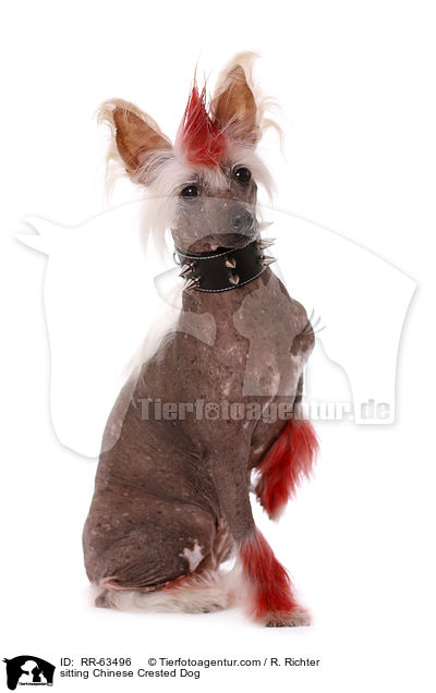 sitzender Chinesischer Schopfhund / sitting Chinese Crested Dog / RR-63496