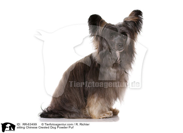 sitzender Chinesischer Schopfhund / sitting Chinese Crested Dog Powder Puf / RR-63499