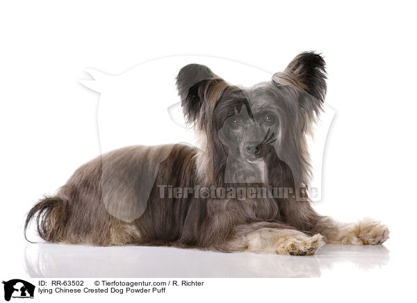 liegender Chinesischer Schopfhund / lying Chinese Crested Dog Powder Puff / RR-63502