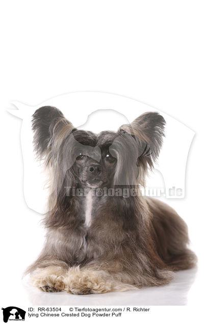 liegender Chinesischer Schopfhund / lying Chinese Crested Dog Powder Puff / RR-63504