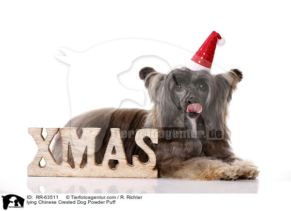 liegender Chinesischer Schopfhund / lying Chinese Crested Dog Powder Puff / RR-63511