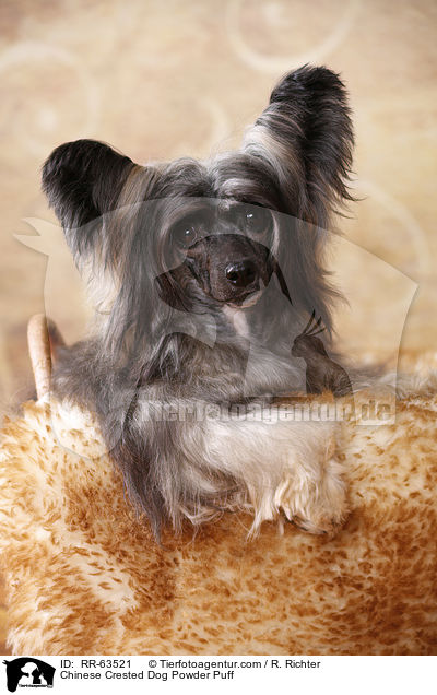Chinesischer Schopfhund / Chinese Crested Dog Powder Puff / RR-63521