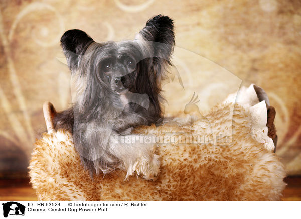 Chinesischer Schopfhund / Chinese Crested Dog Powder Puff / RR-63524