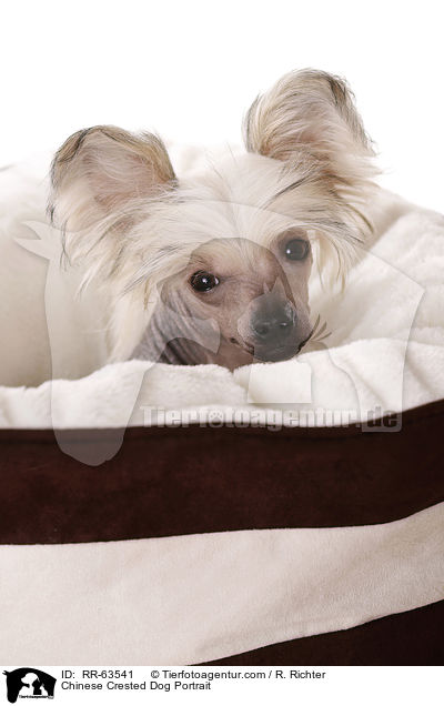 Chinesischer Schopfhund Portrait / Chinese Crested Dog Portrait / RR-63541