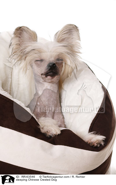 schlafender Chinesischer Schopfhund / sleeping Chinese Crested Dog / RR-63546