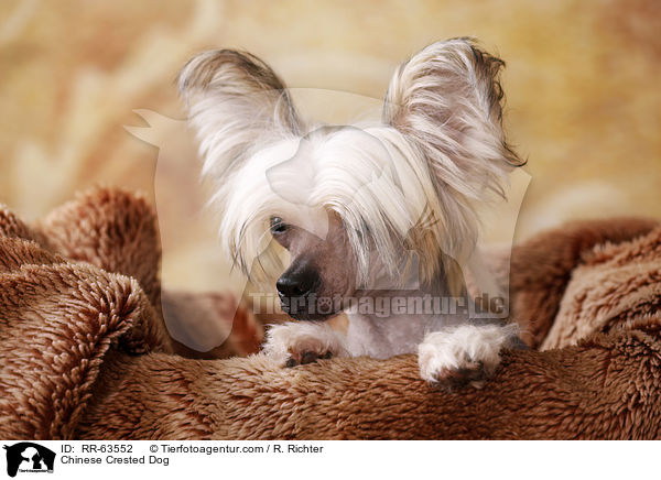 Chinesischer Schopfhund / Chinese Crested Dog / RR-63552