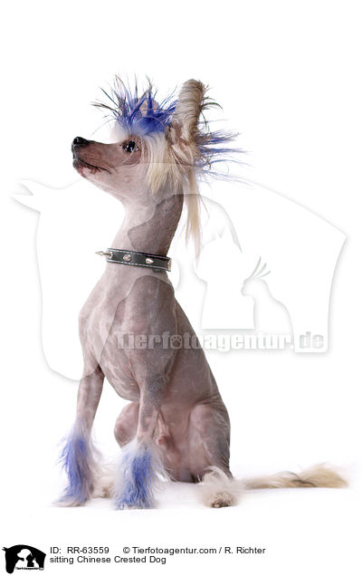 sitzender Chinesischer Schopfhund / sitting Chinese Crested Dog / RR-63559
