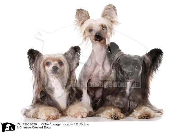3 Chinesische Schopfhunde / 3 Chinese Crested Dogs / RR-63620