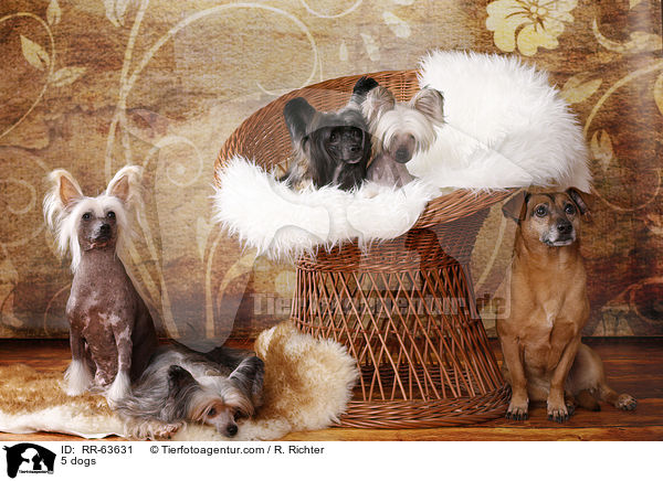5 Hunde / 5 dogs / RR-63631