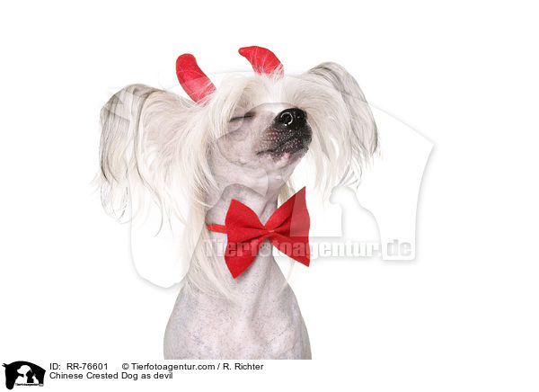 Chinesischer Schopfhund als Teufel / Chinese Crested Dog as devil / RR-76601