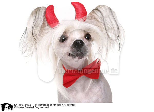 Chinesischer Schopfhund als Teufel / Chinese Crested Dog as devil / RR-76602