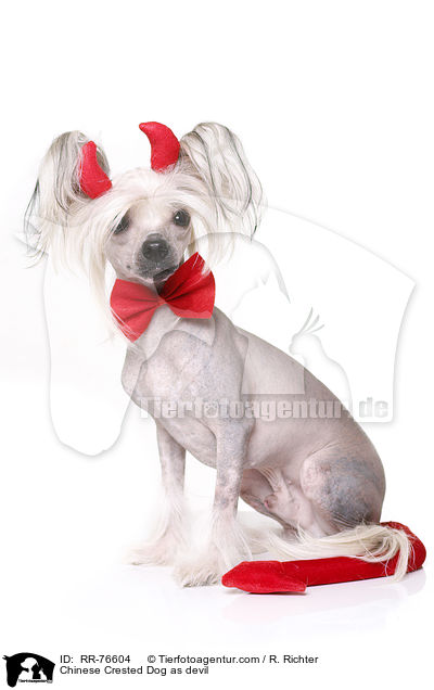Chinesischer Schopfhund als Teufel / Chinese Crested Dog as devil / RR-76604
