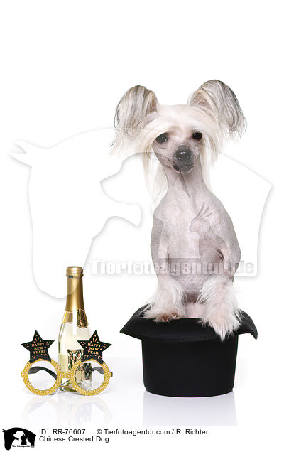Chinesischer Schopfhund / Chinese Crested Dog / RR-76607