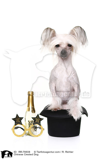 Chinesischer Schopfhund / Chinese Crested Dog / RR-76608