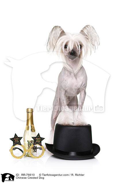 Chinesischer Schopfhund / Chinese Crested Dog / RR-76610