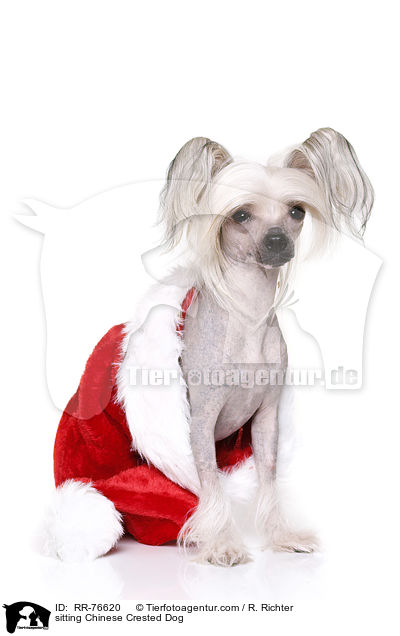 sitzender Chinesischer Schopfhund / sitting Chinese Crested Dog / RR-76620