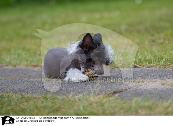 Chinese Crested Dog Welpe / Chinese Crested Dog Puppy / AM-04888