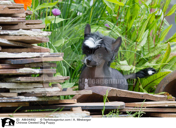 Chinese Crested Dog Welpe / Chinese Crested Dog Puppy / AM-04892
